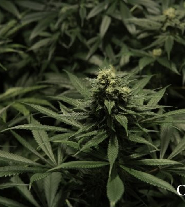Critical Kush SOLDES