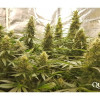 Critical Kush SOLDES
