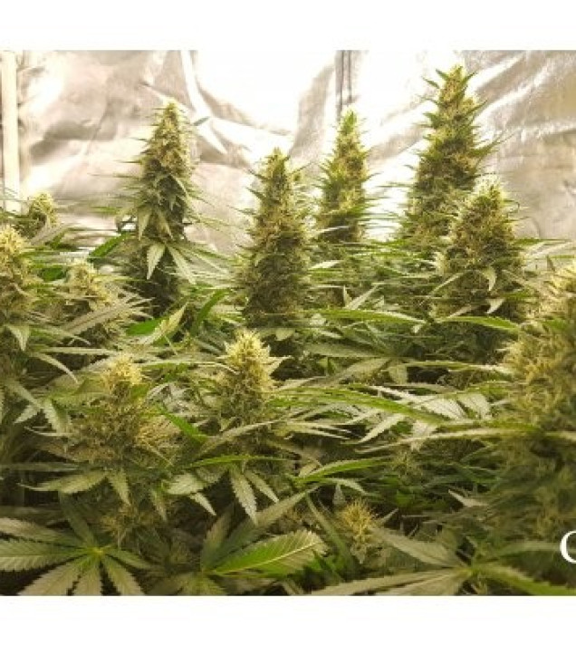 Critical Kush SOLDES