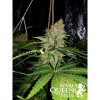 Critical Kush SOLDES