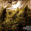 Critical Kush SOLDES