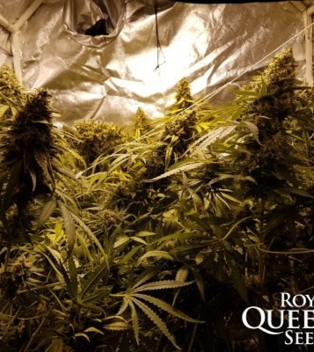 Critical Kush SOLDES
