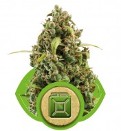 Diesel Automatic SOLDES