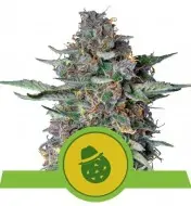 Do-Si-Dos Automatic SOLDES