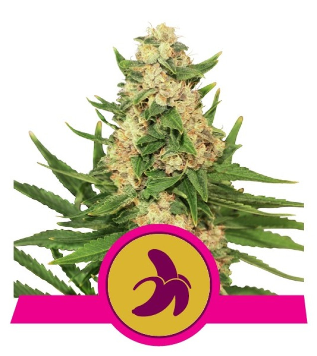 Fat Banana SOLDES