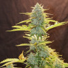 Fat Banana Automatic SOLDES