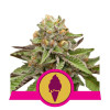 Green Gelato SOLDES