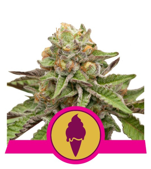 Green Gelato SOLDES