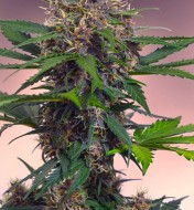 Auto Black Mazar XL SOLDES