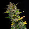 Outdoor Blue Shaman SOLDES