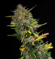 Outdoor Blue Shaman SOLDES