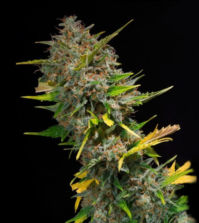 Outdoor Blue Shaman SOLDES