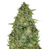 AK 44 Auto SOLDES