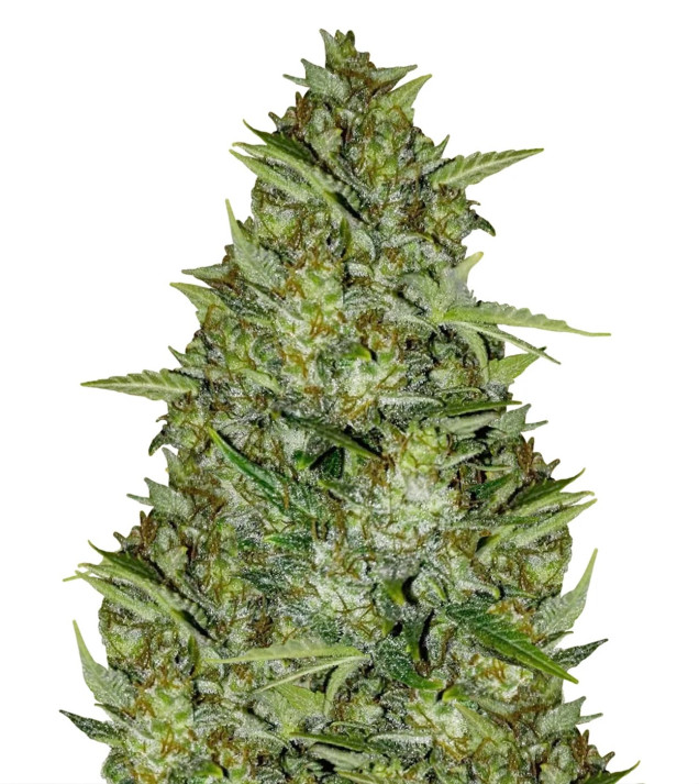 AK 44 Auto SOLDES