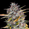 Auto Caramel OG SOLDES