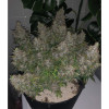 Auto Caramel OG SOLDES