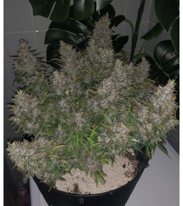 Auto Caramel OG SOLDES