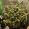 Auto Caramel OG SOLDES