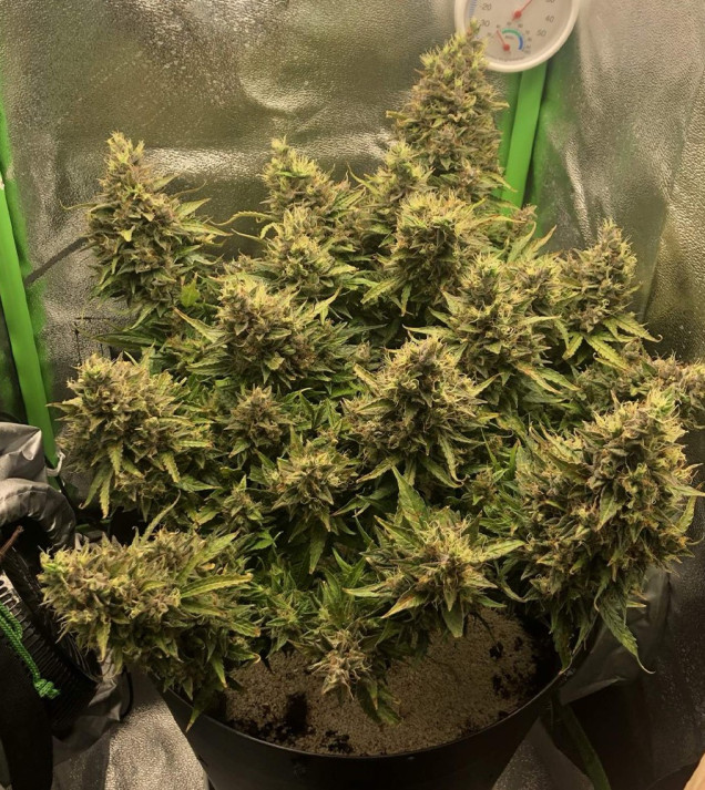 Auto Caramel OG SOLDES
