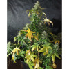 Auto Caramel OG SOLDES