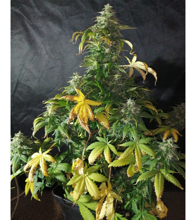 Auto Caramel OG SOLDES