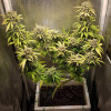 Auto Caramel OG SOLDES