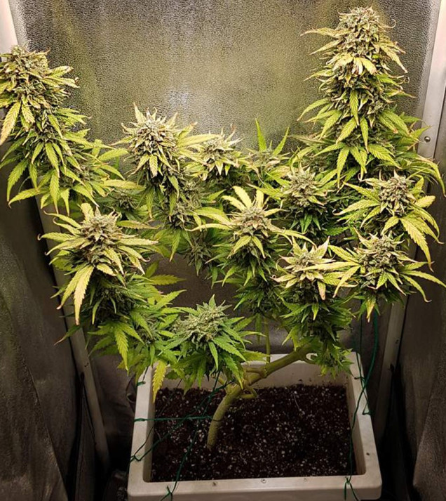 Auto Caramel OG SOLDES