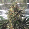 Auto Caramel OG SOLDES