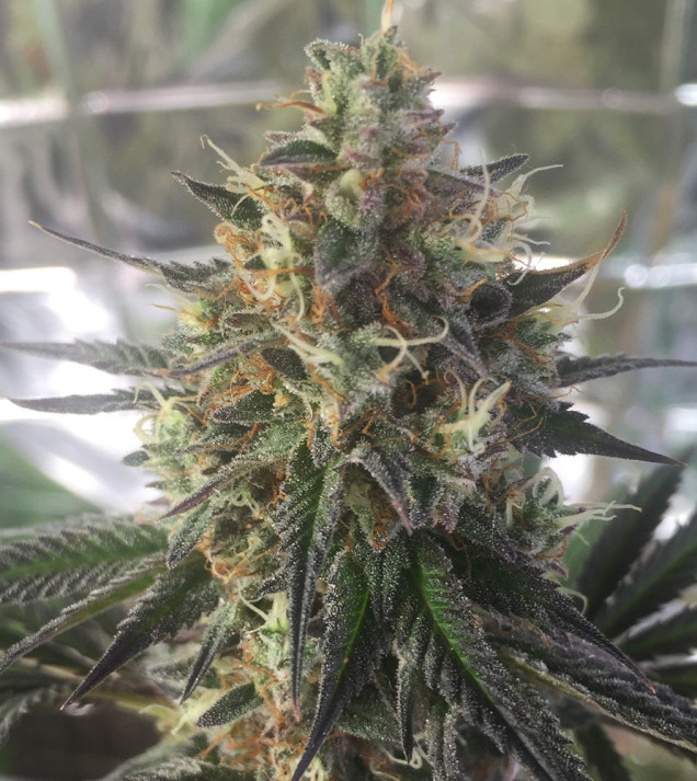Auto Caramel OG SOLDES