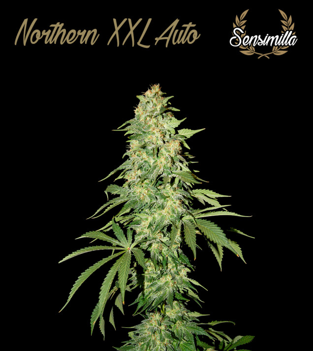 Northern XXL Auto