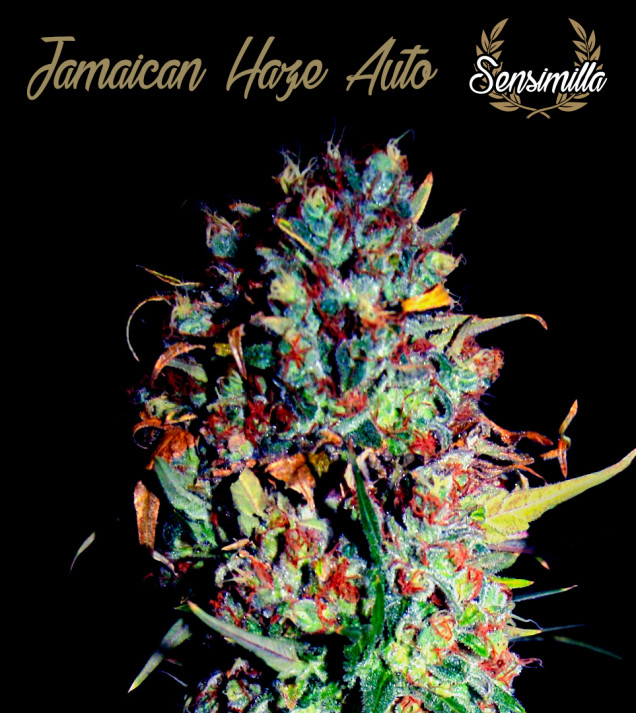 Jamaican Haze Auto