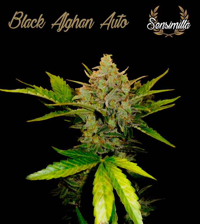 Black Afghan Auto