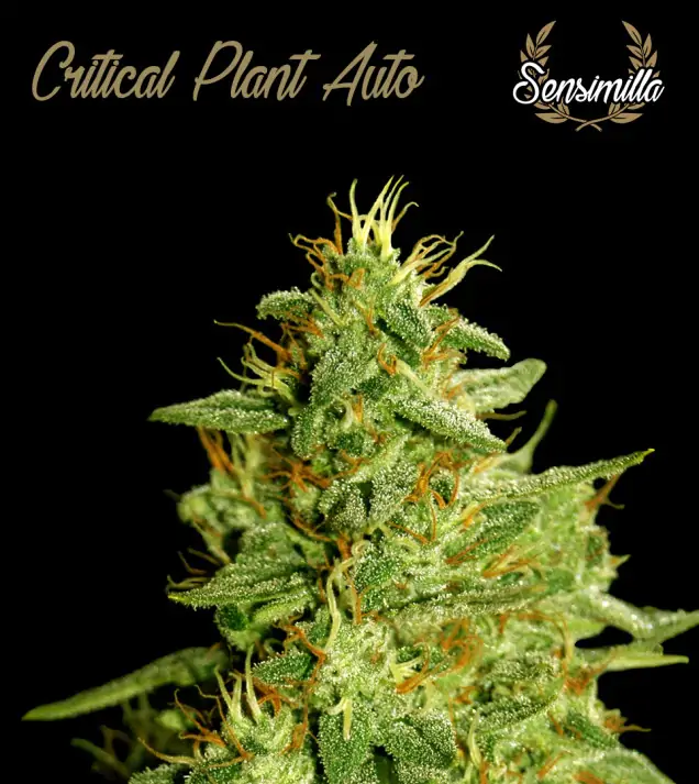 Critical Plant Auto