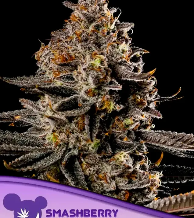 Smashberry Fumez Auto
