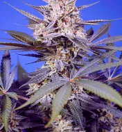 Pineapple Slush XL Auto