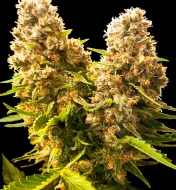 Banana Kush Cake Auto