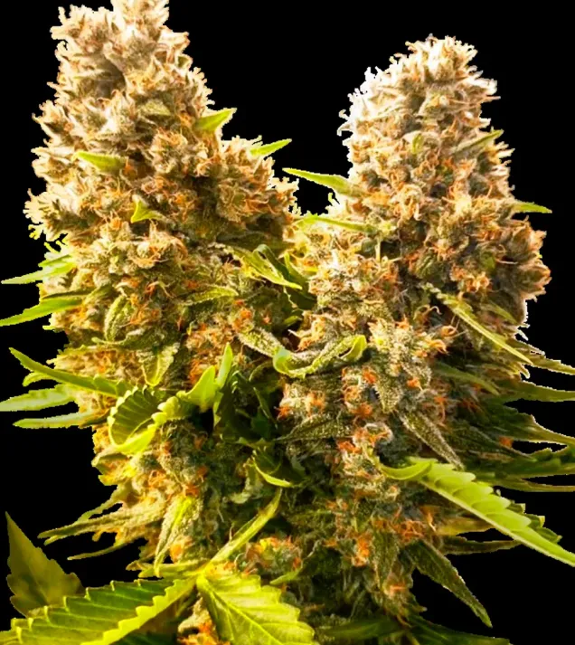 Banana Kush Cake Auto