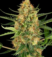 Blueberry Bubblegum Auto