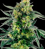 Blueberry Candiez Auto