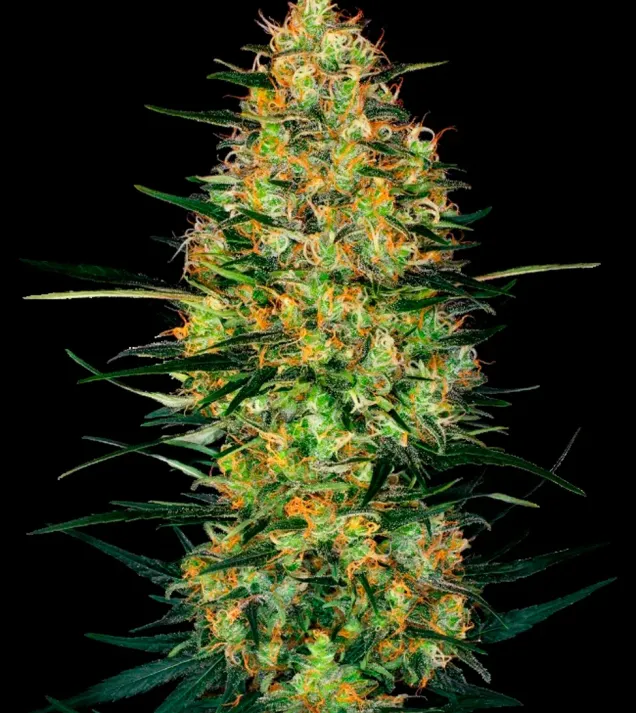 Caramellow Kush Auto