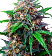 Purple Lemonade Auto