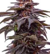 Tropicana Cookies Purple Auto