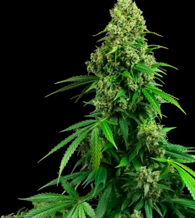 Honey Melon Kush Auto