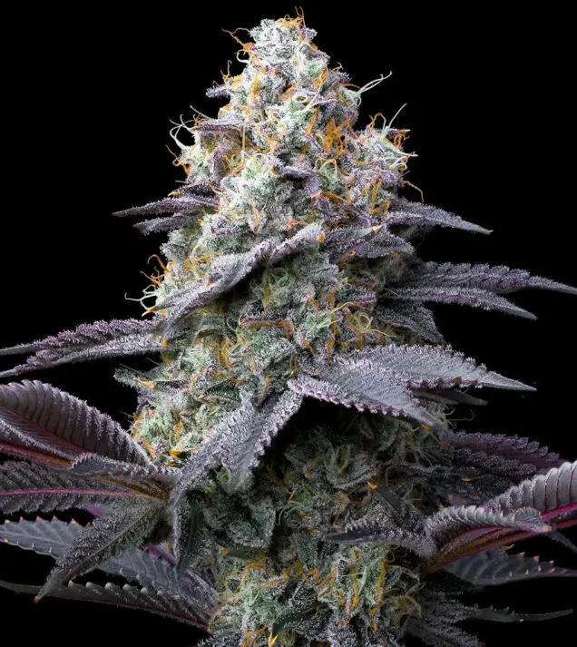 Bubblegum Gelato