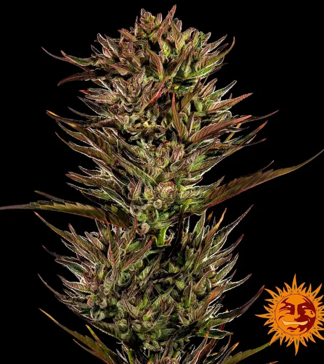 Thin Mint x Sour Pinot Auto