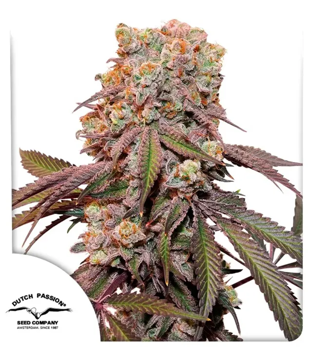 Auto Candy Bubatz XL