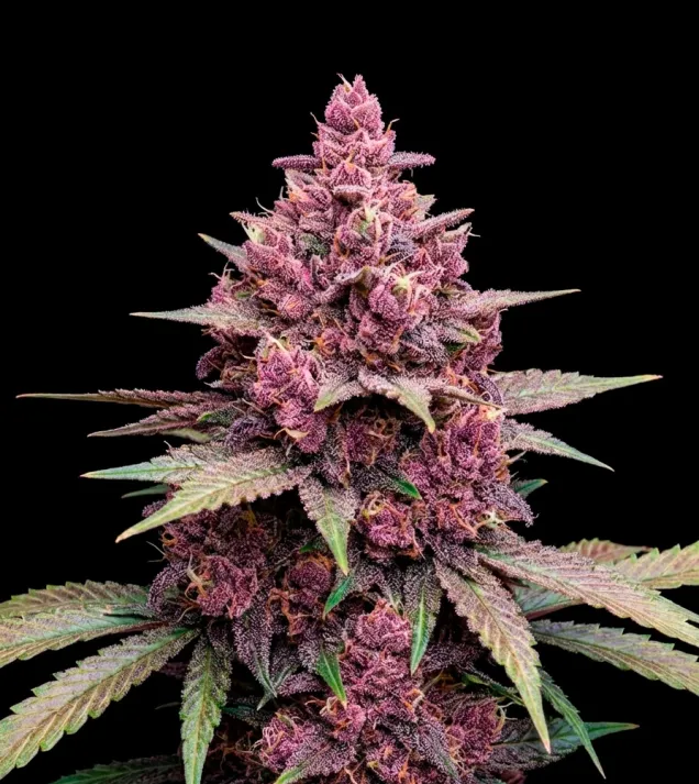 Black Cherry Punch