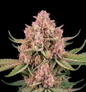 LA Confidential Autoflower