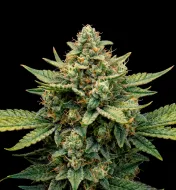 Rainbow Sherbet Auto