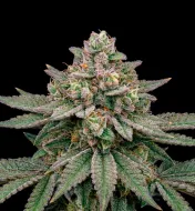 Strawberry Cola Auto